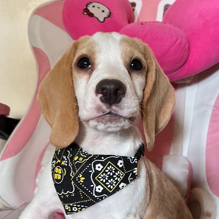 KOPI