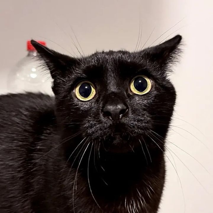 BrunoTheCat 🐈‍⬛