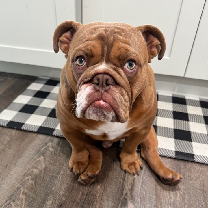 Louie