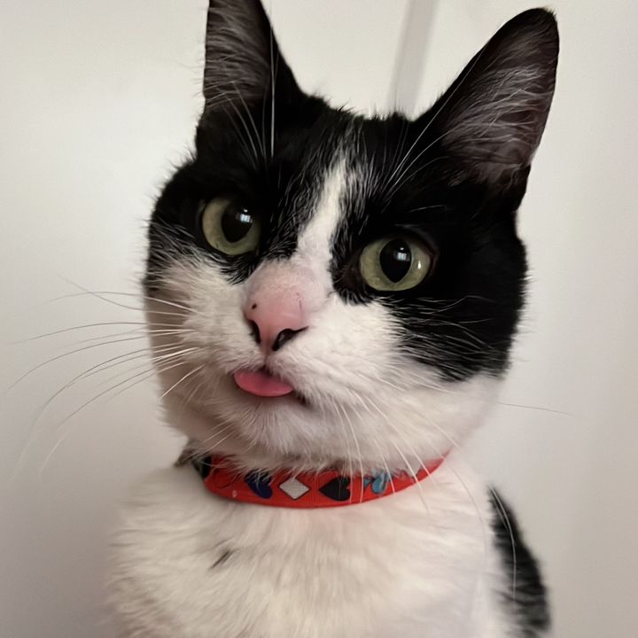 Nove gatinhos
