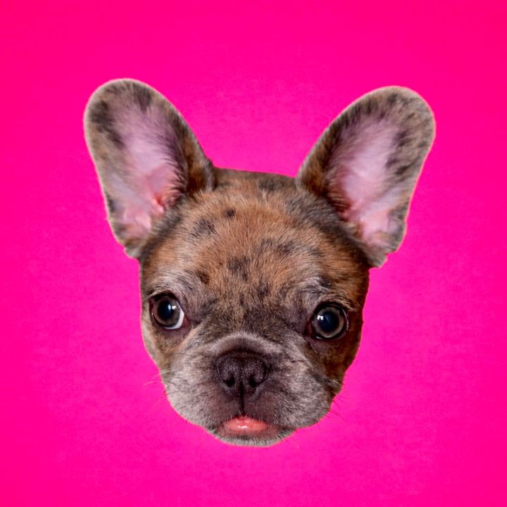 Ellie the Frenchie 🩶