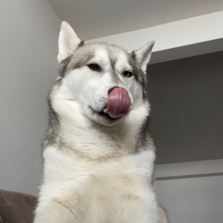 Lynk The Husky
