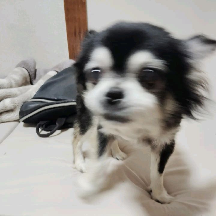 チワワカワペロ