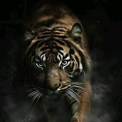 animal