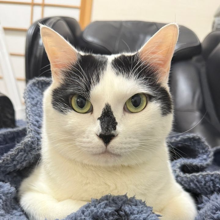 ハナグロ