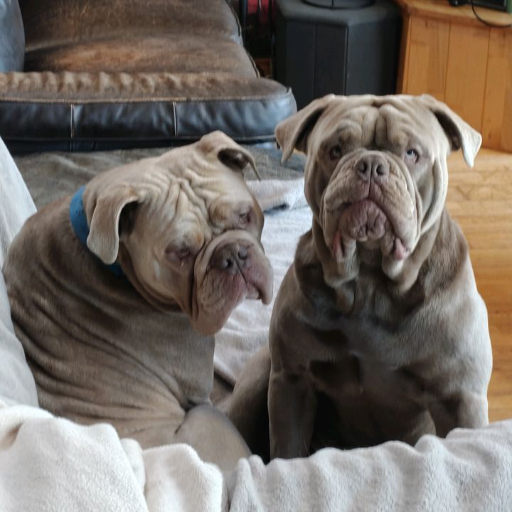Crazy_Bulldogs