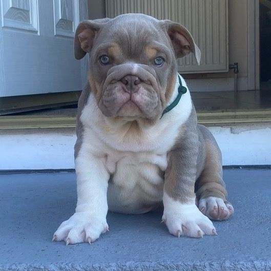 BERT THE BULLDOG