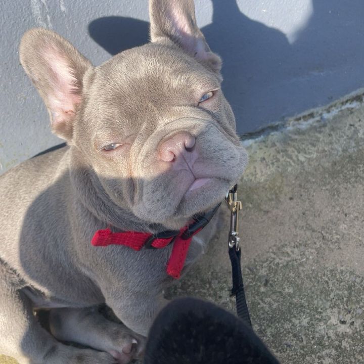 leo/batman