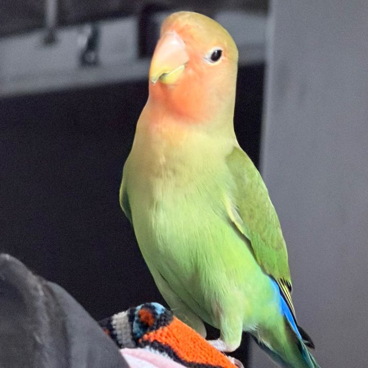 Mi mundo animal