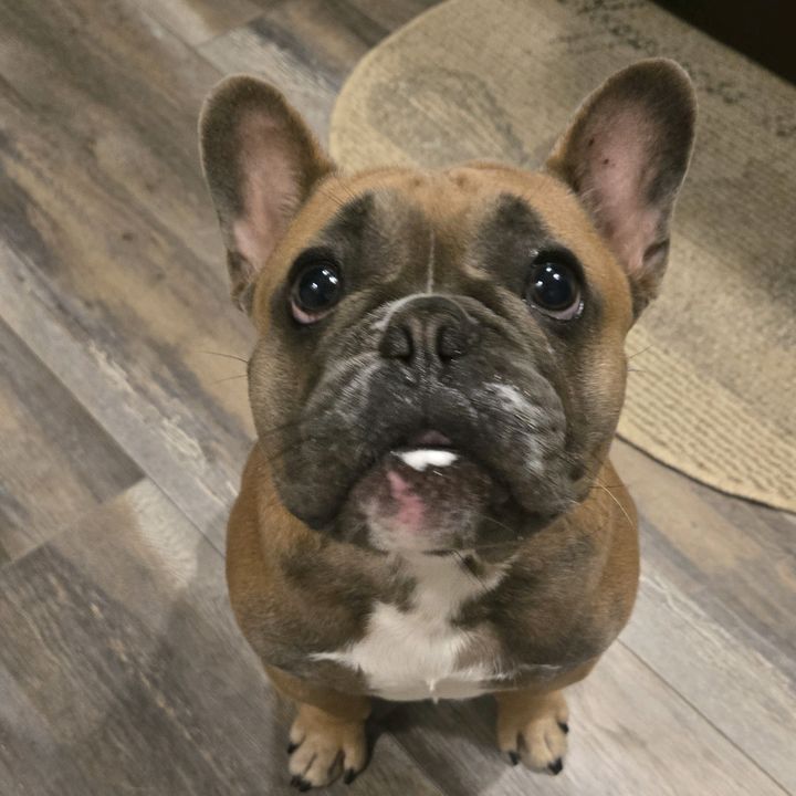 Kodas Closet | Frenchie Finds
