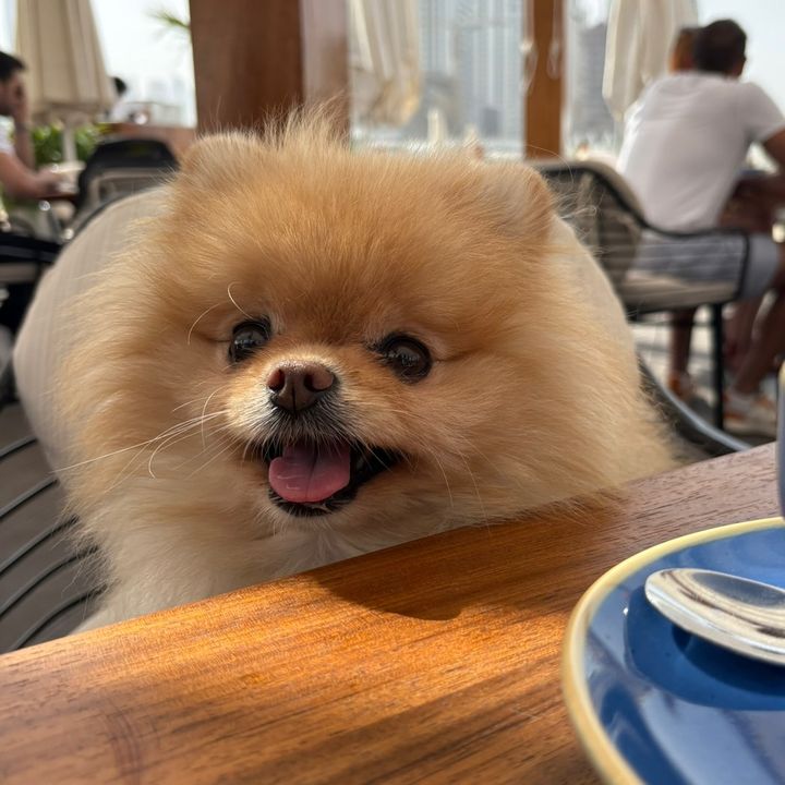 coco.thefluffypom