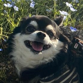 lucky_dog.chihuahua