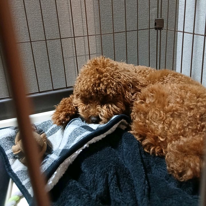 おうが