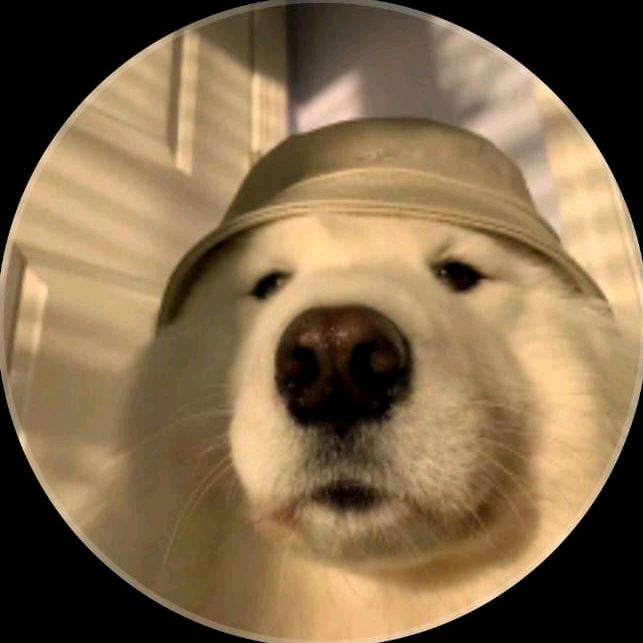 Cute Dogs