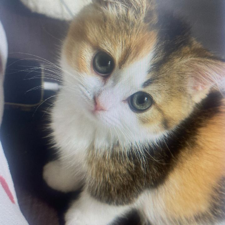 michellewest4304