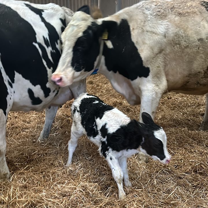 Dairy Farming