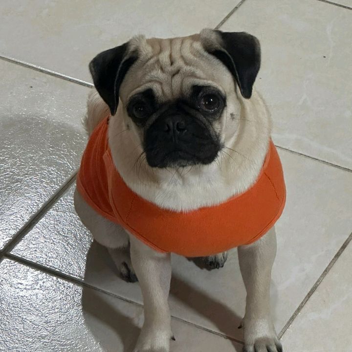 🇲🇽🐶🪷Sofía🪷🐶🇲🇽