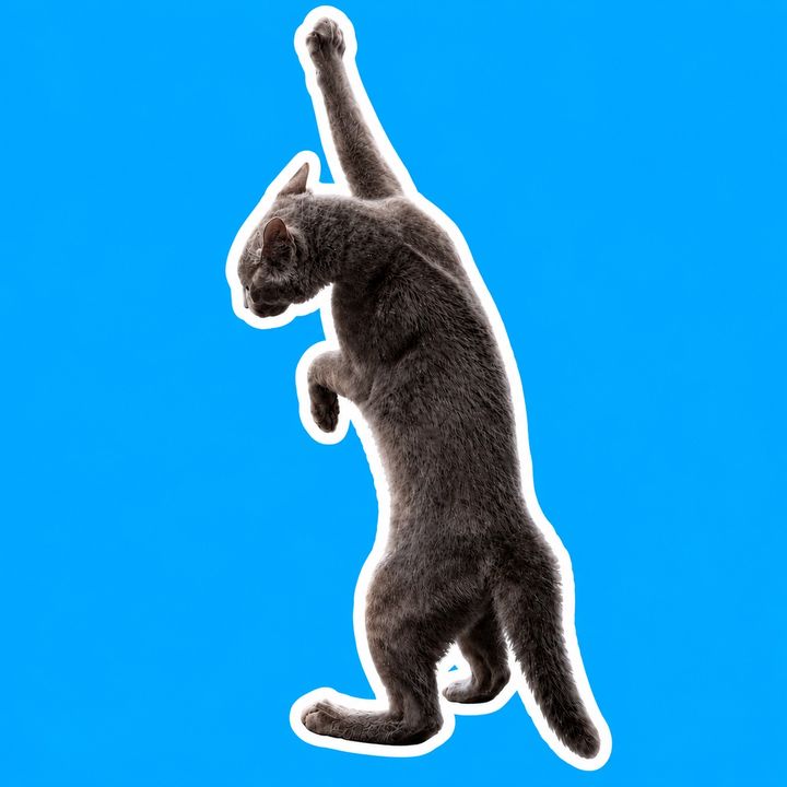 Miau Miau the Russian Blue Cat
