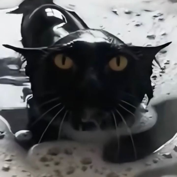 Cat fofuras 🫰🏻