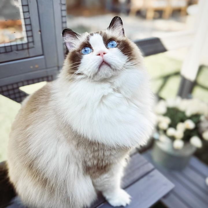 Milo