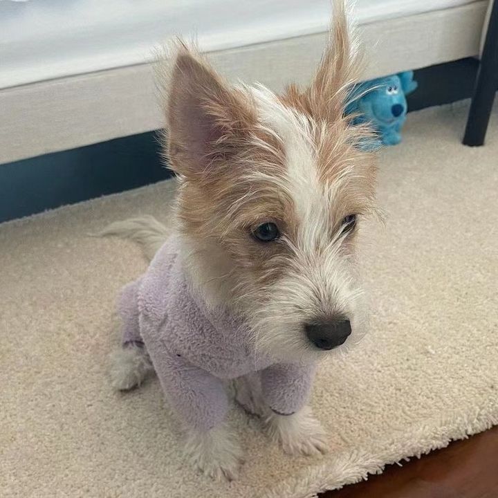 littlewhitepup
