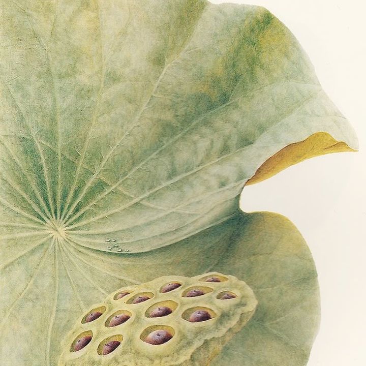 StateOfLotus