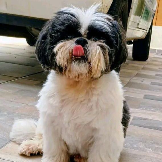 🐶 Achadinhos Pet Brasil🐱