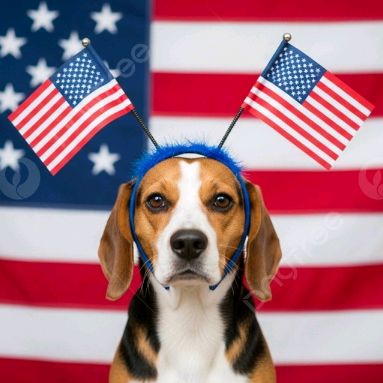 ✨✨ USA DOG MEETING ✨✨