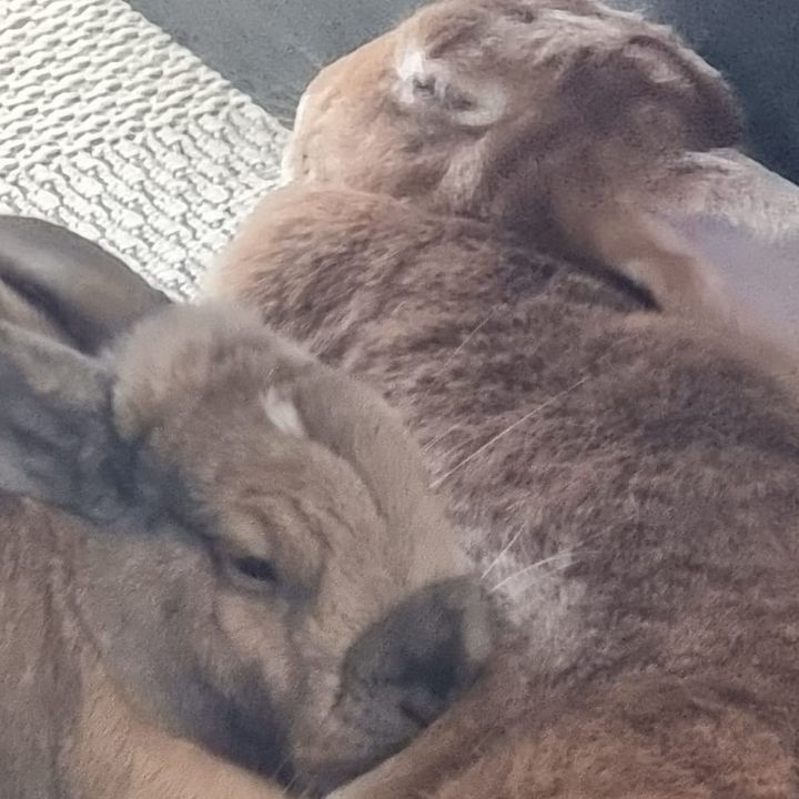 bunny.hopppp