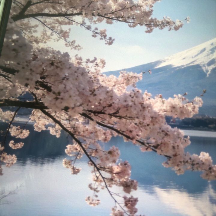 .kobayashi.midori