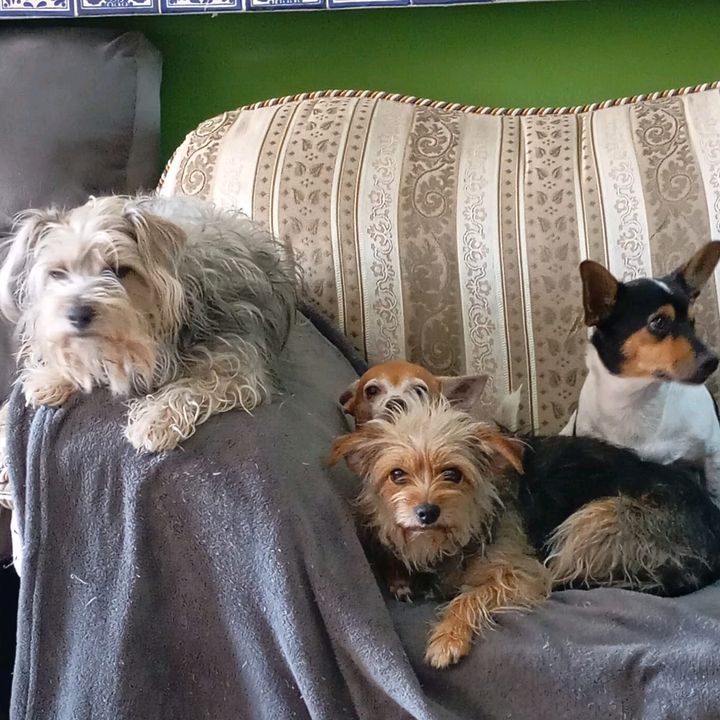 Rox la Mexicana 🇲🇽🐕🦮