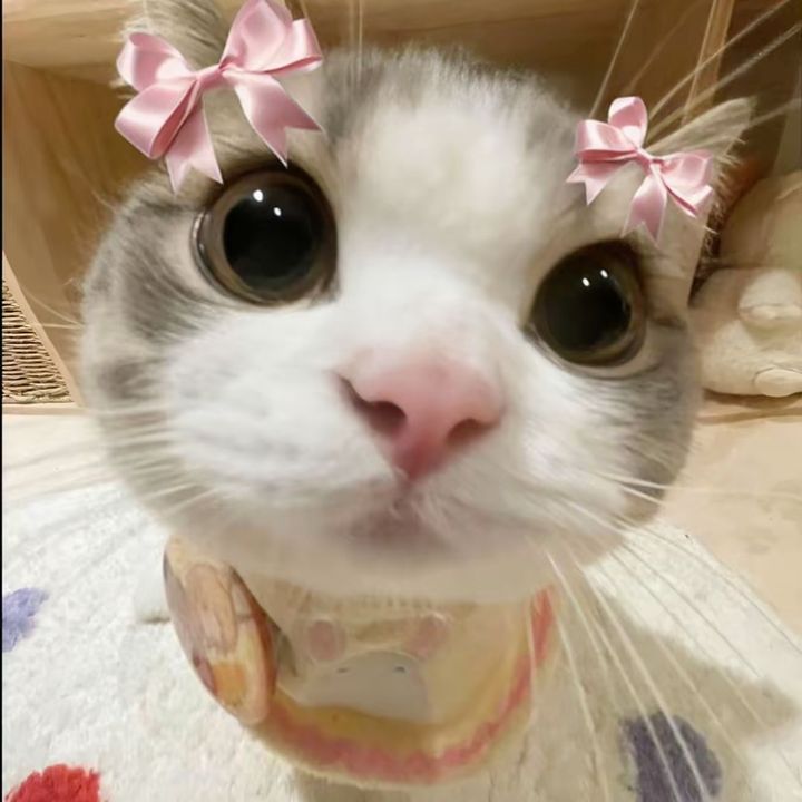 ticerlawa6