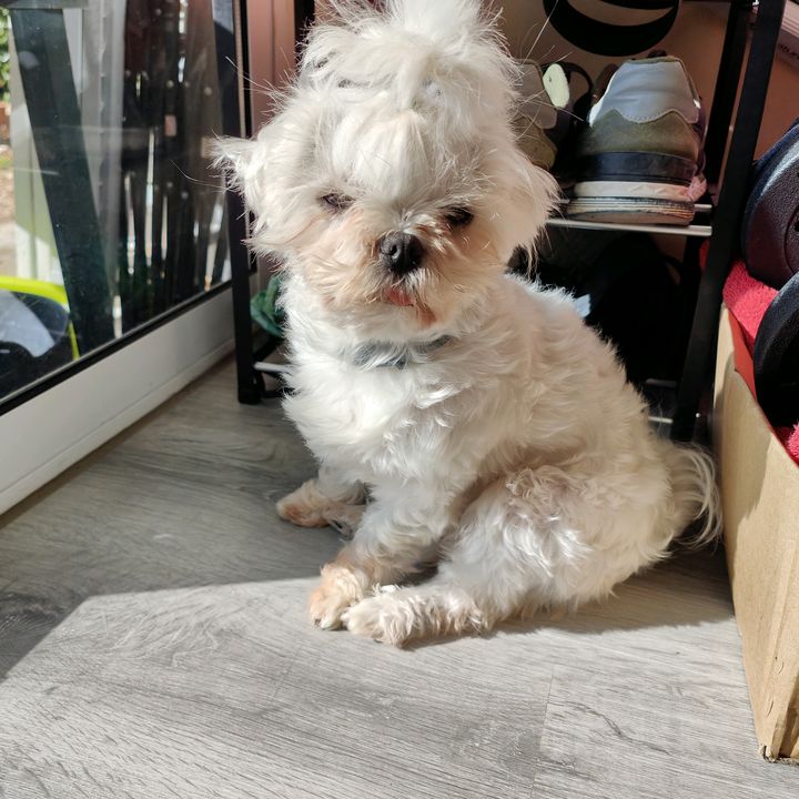 La Peluchi