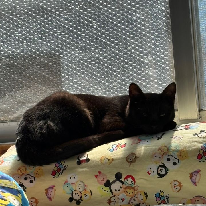 福ニャン