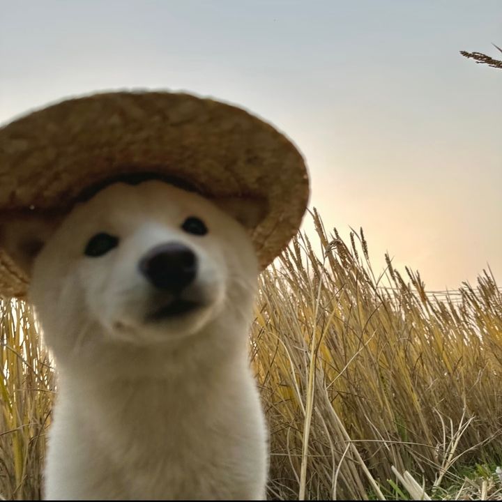 Tim