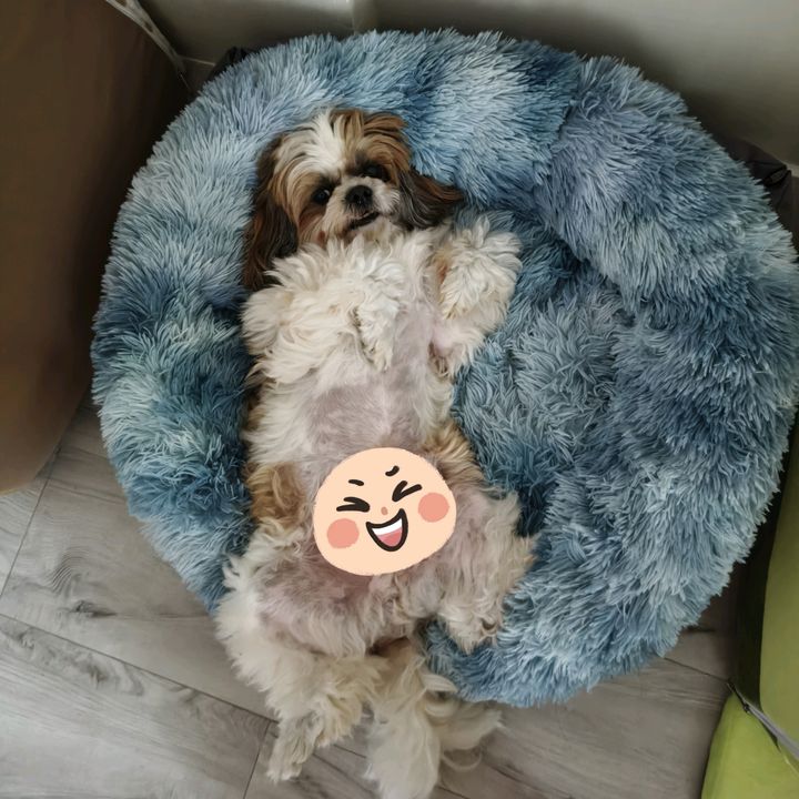 Cheaky & Trio 🐶🐶🐶🐶