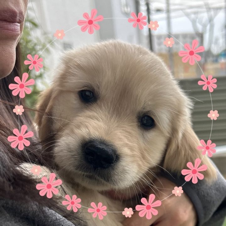 ゴールデンレトリバーの子犬おもち