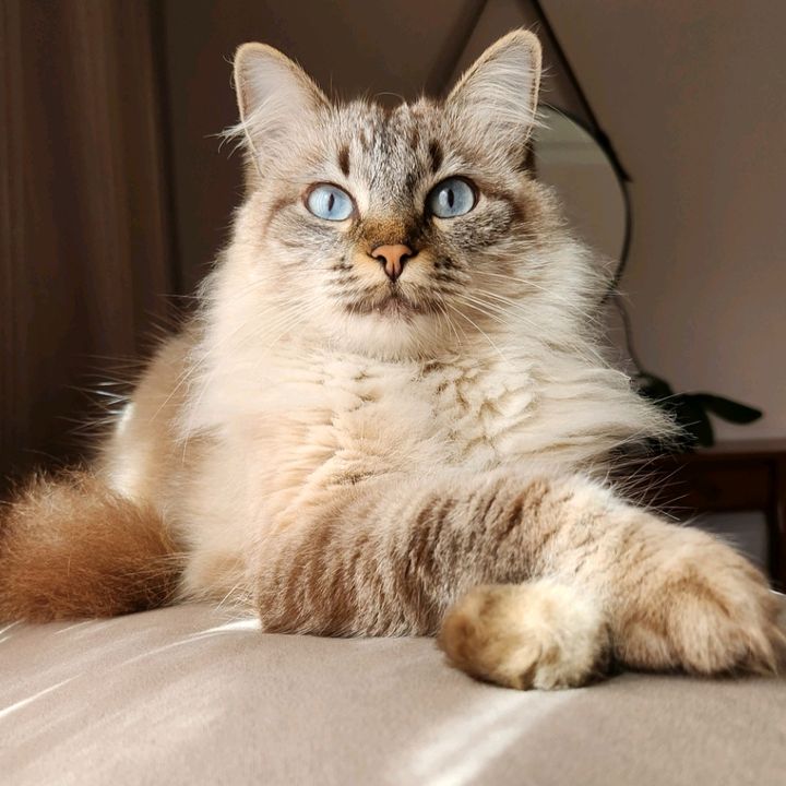 A gata Luna