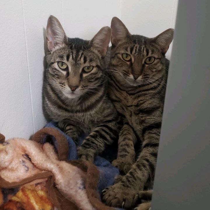 The Wild Ones😼🐾