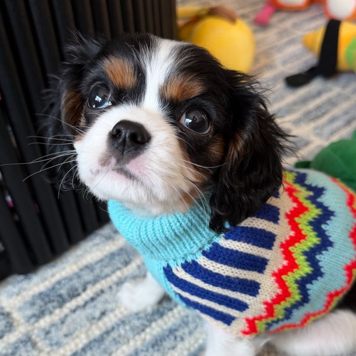 Tiger The Cav