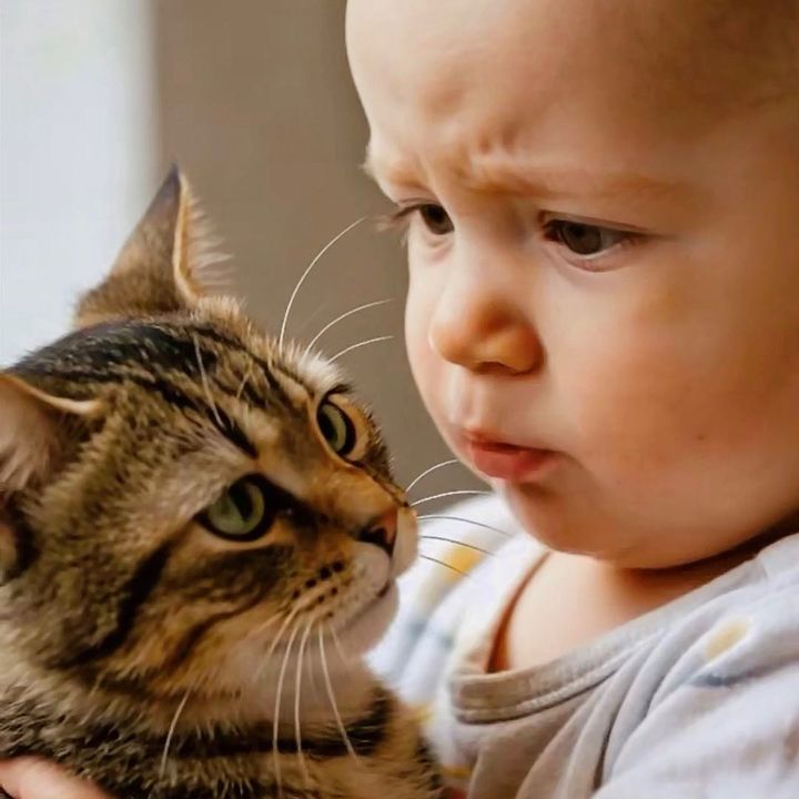 Cat Vs Baby