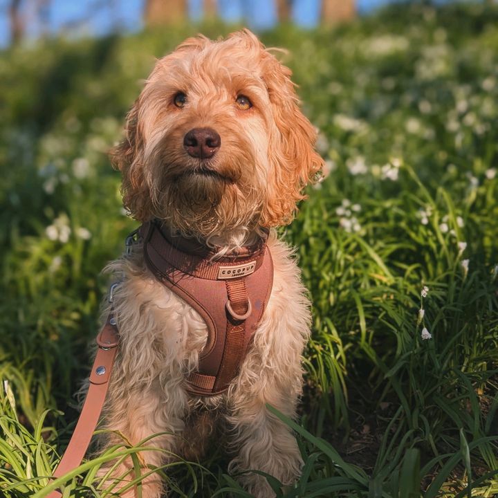 Louis the mini cockapoo