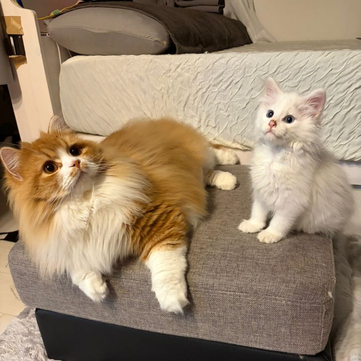 きなこもち　Kinako & Mochi