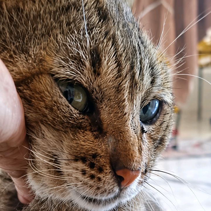 Gato veio