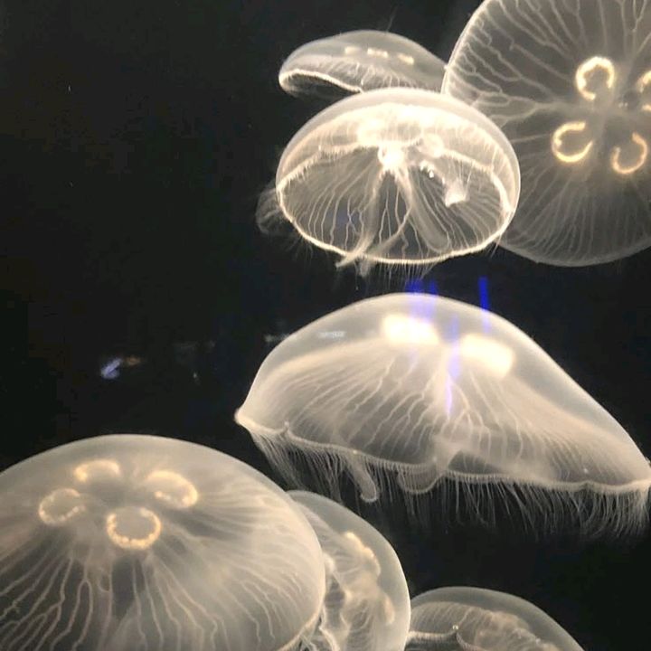 Jaduuu