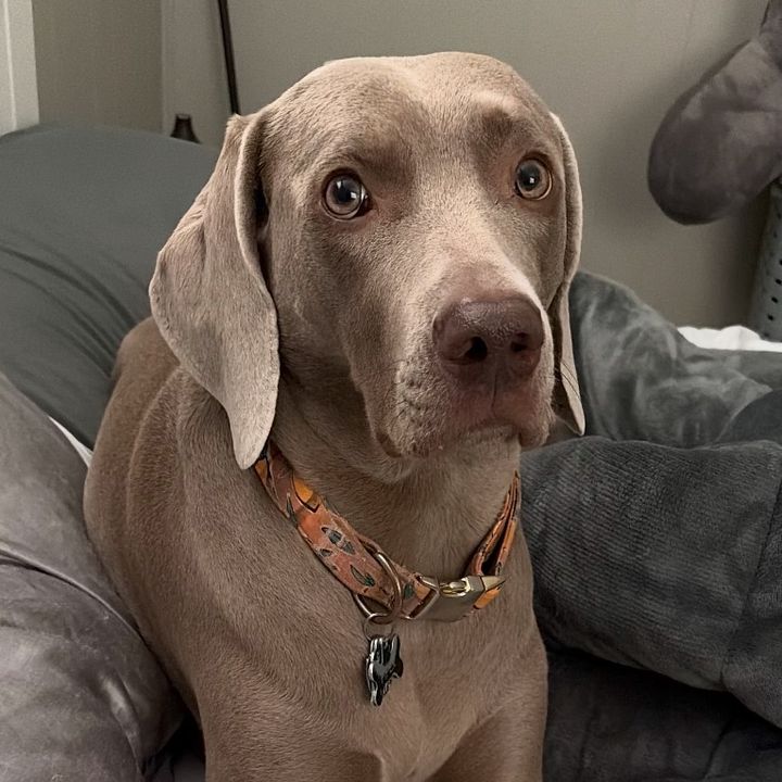Piper the Weimaraner 🫧🎀🫶