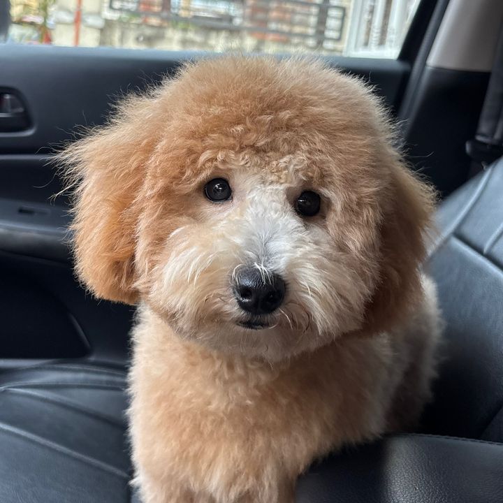 Cooper Bear 🐻