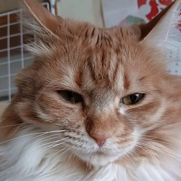 エン豆
