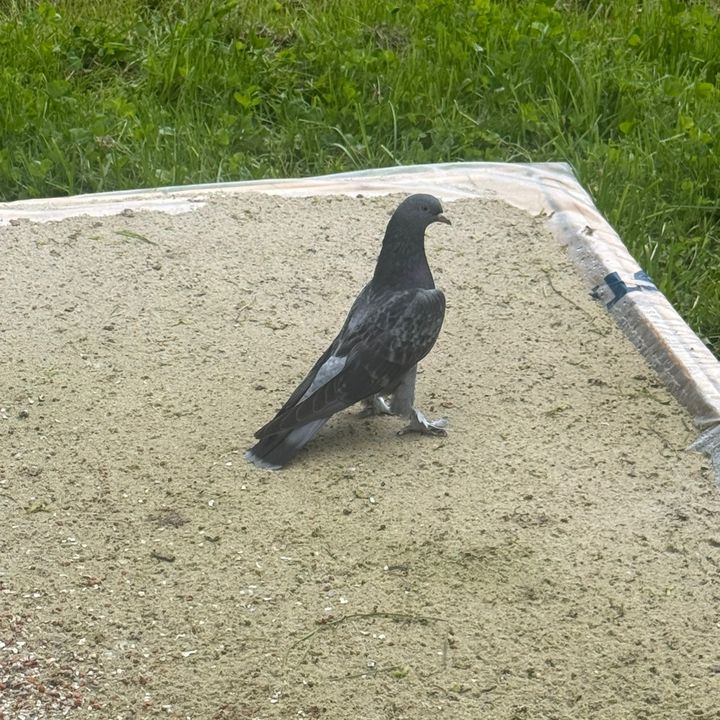 Kuscu Ilker