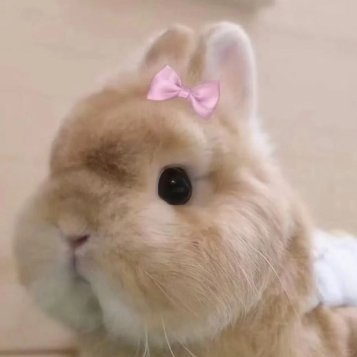 JhjsiK